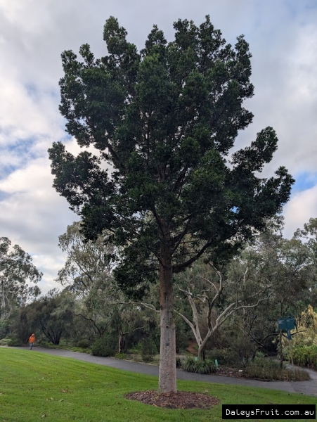 Kauri Pine in Adelaide Botanic Gardens