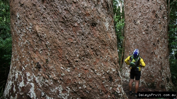 Greg from Daleys infront of a Kauri Pine in Atherton Tablelands North QLD Australia visiting it by cycling