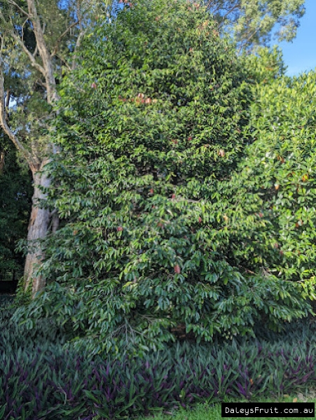Kepel Apple Tree showing dense growth form