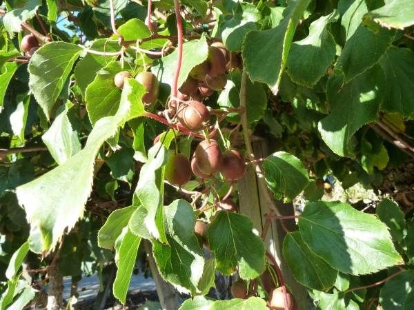 Kiwiberry Red But not exact variety