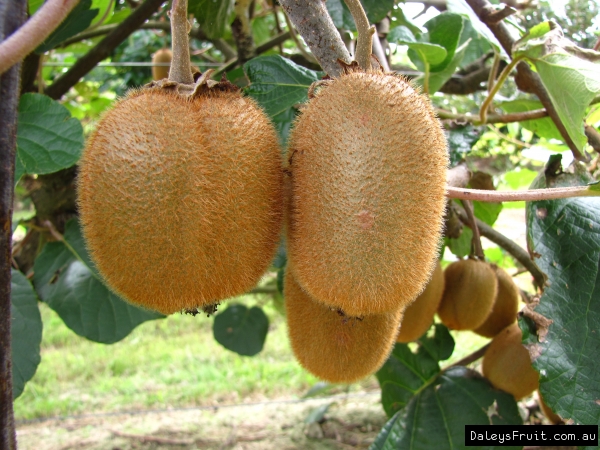 golden kiwi plant