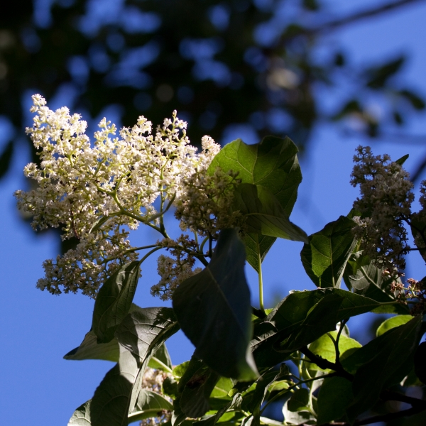 Ehretia acuminata flowers