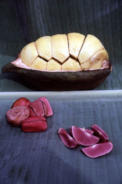 The image shows the kola nut seed pod with the tough husk cut by half longitudinally exposing the nuts and their yellow fleshy covering.