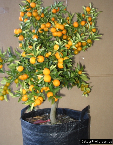 Buy Kumquat Meiwa Fruit Tree Fortunella Crassifolia 