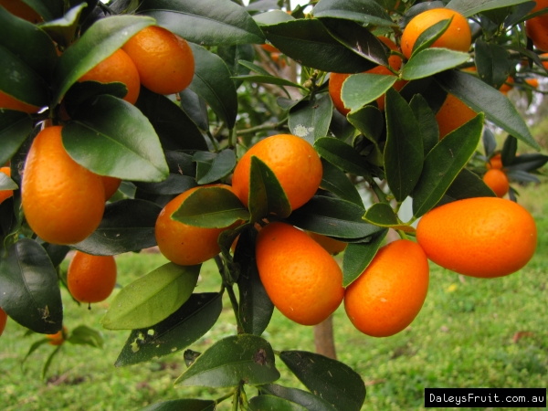 Kumquat fruit tree