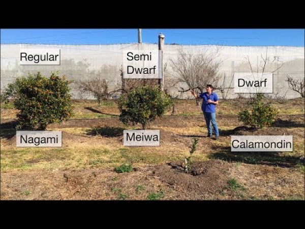 Comparing a few of the different Kumquat Fruit Trees and showing the size difference between dwarf semi dwarf and regular rootstocks