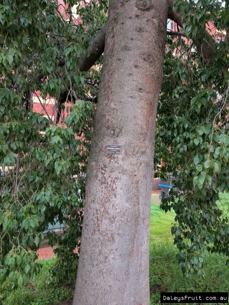 Kurrajong bark in Adelaide Botanic Gardens