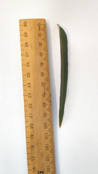 Leaf of the Kurrajong - Desert