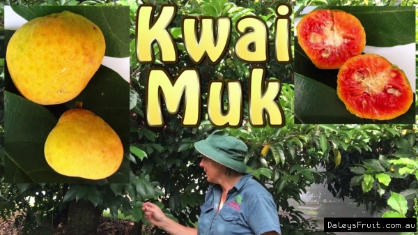 Kwai Muk Fruit Tree for Sale