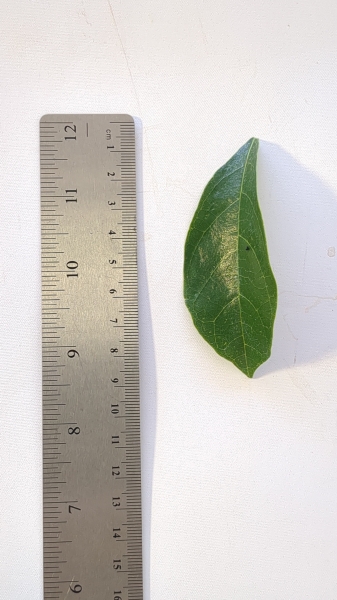 Leaf of the Kwai Muk - Richmond