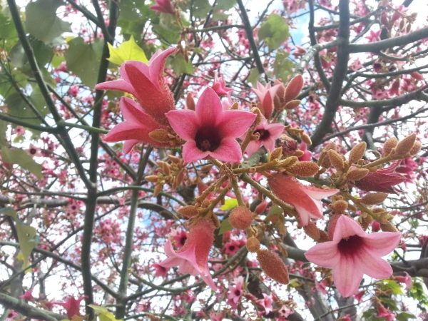 Brachychiton discolor flowers