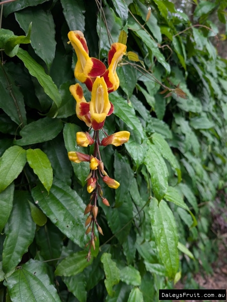 String of lady slipper flowers against vine background