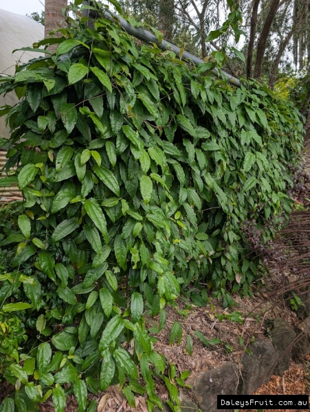 Prolific Lady Slipper vine on wire trellis