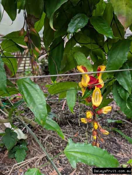 String of lady slipper flowers against vine background
