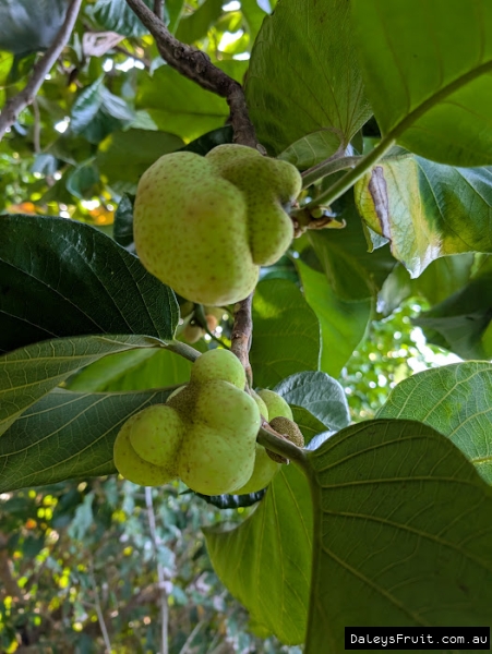 Developing Monkey Jack fruit amidst green leaves