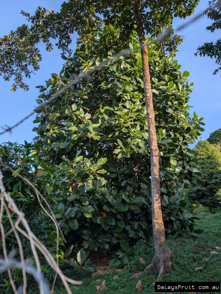 Mature Lakoocha Tree showing dense habit