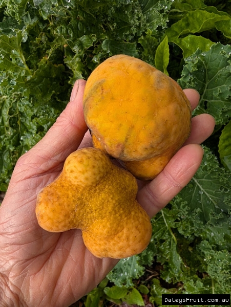 Ripe Lakoocha Fruit in hand