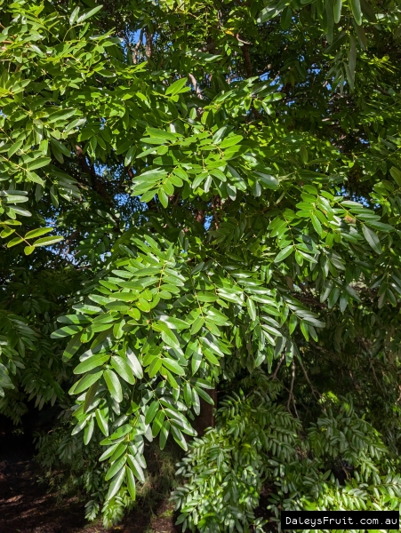 Leichhardt bean showing flourishing growth in Adelaide