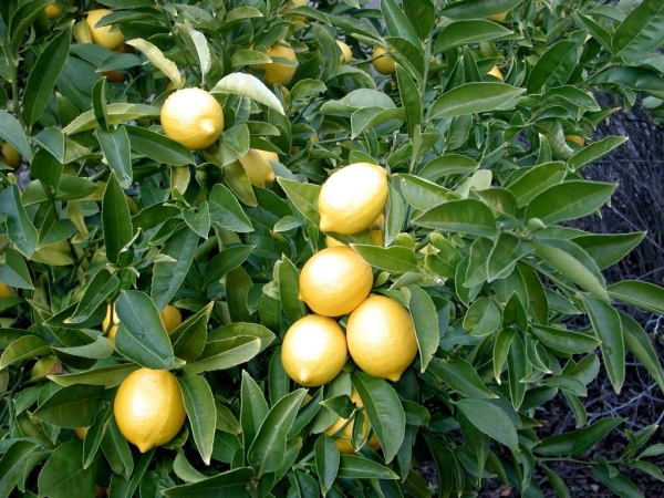 Lemon Tree Closeup