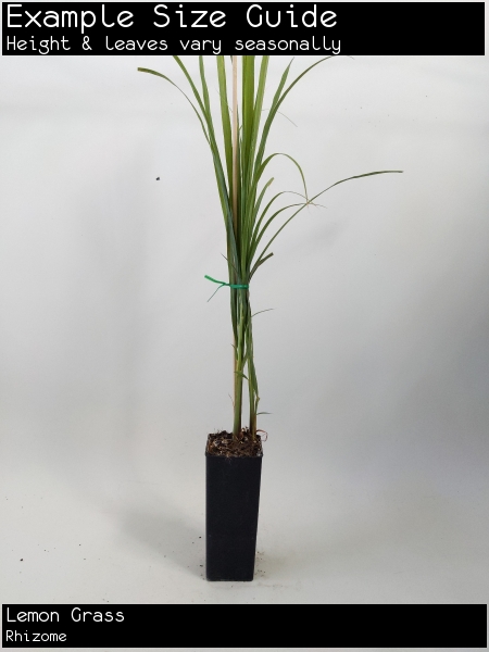Lemon Grass For Sale