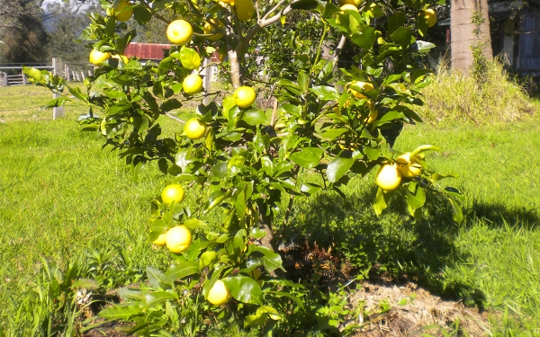 Lemon Lisbon Tree Growing and Fruiting