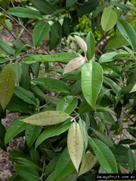 Lush new growth on a lemon myrtle tree