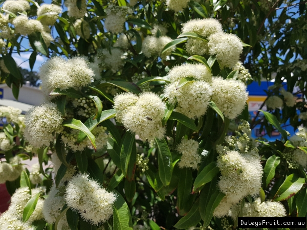 Photos: Lemon Myrtle