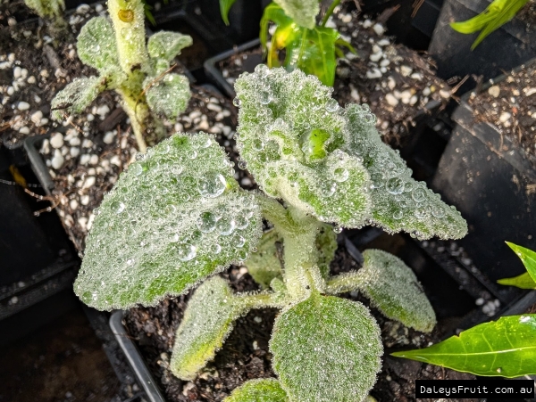 Fine hairs catching water droplets on Coleus leaves