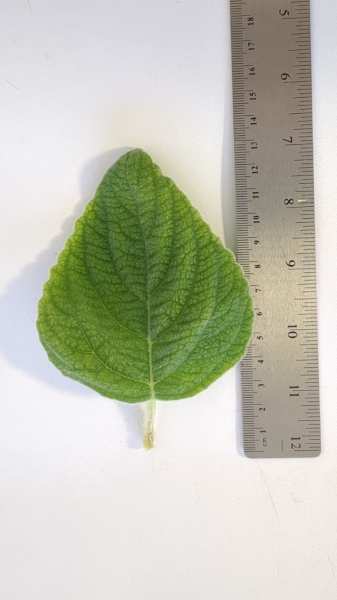Leaf of the Lemon Sherbert Coleus