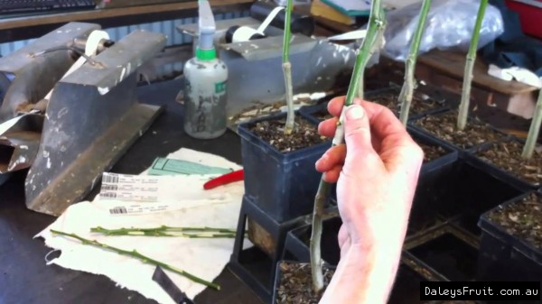 Grafting a Lemon Tree