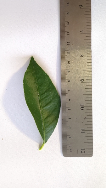 Leaf of the Lemon - Villa Franca