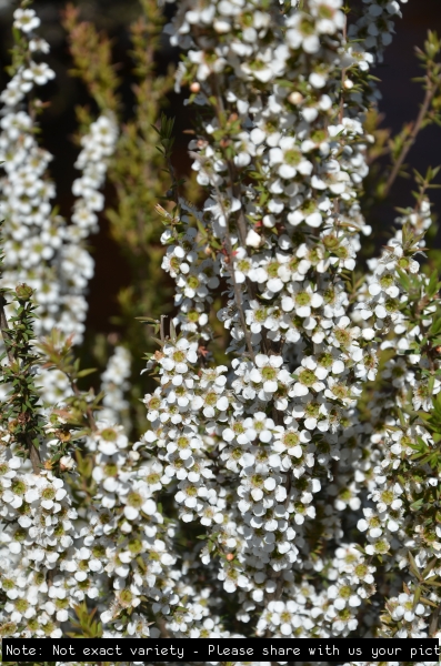 Leptospermum Cardwell in Full flower