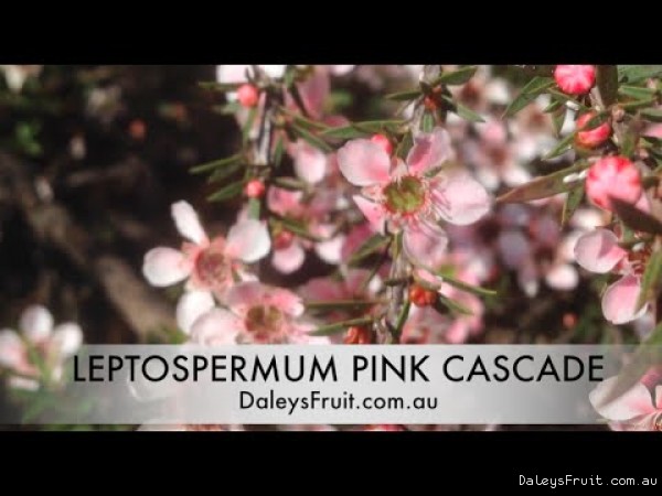 Pink Cascade the colourful pink ground cover plant for Australia