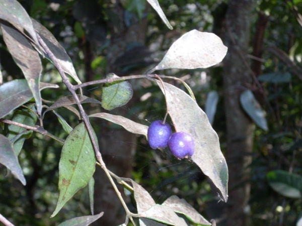 Syzygium oleosum