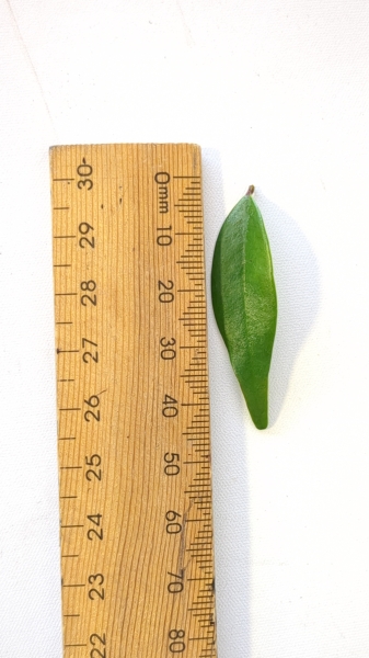 Leaf of the Lilly Pilly - Cascade