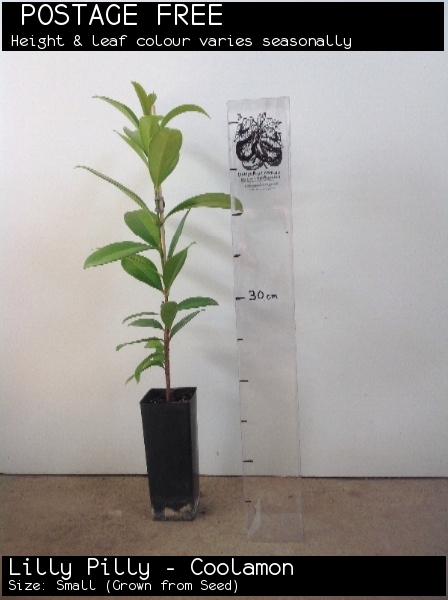 Lilly Pilly - Coolamon For Sale (Size: Small) (Grown from Seed)
