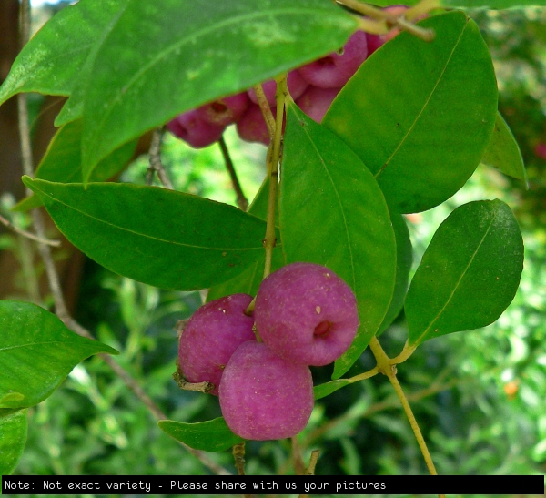 Syzygium smithii aka Acmena smithii