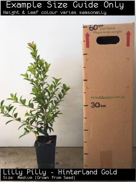 Lilly Pilly - Hinterland Gold For Sale (Size: Medium) (Grown from Seed)