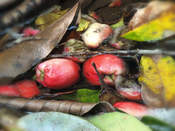 These onionwood fruit (Syzygium alliiligneum) were washed down into a stream