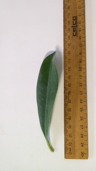 Leaf of the Lilly Pilly - Paperbark Satinash
