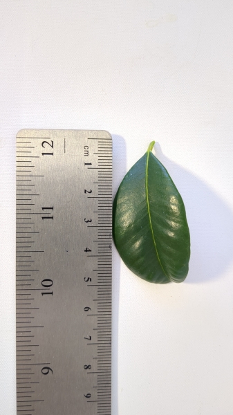 Leaf of the Lilly Pilly - Resilience