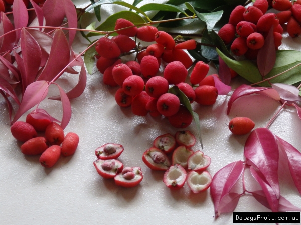 Riberry fruit and leaf flush