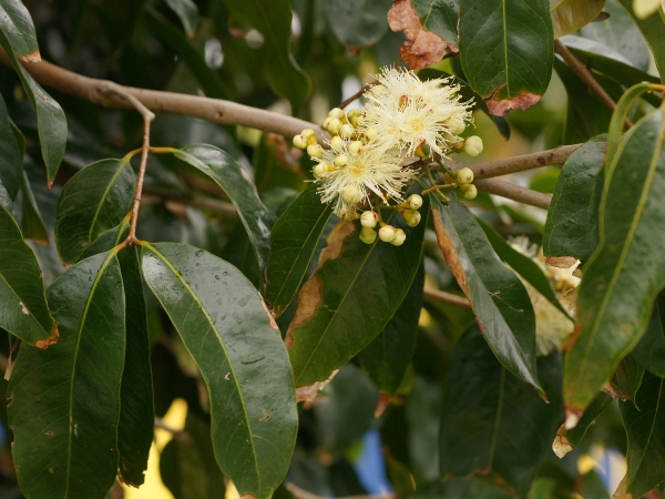 Syzygium tierneyanum