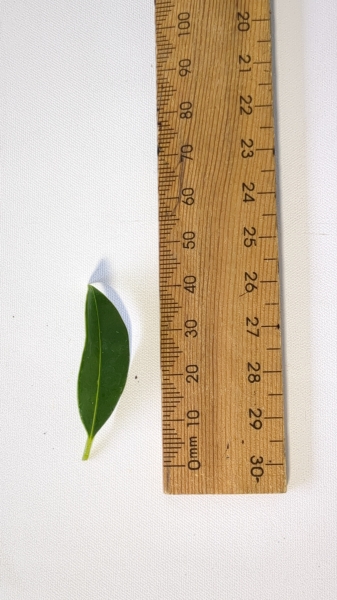 Leaf of the Lilly Pilly Select