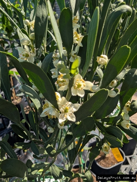Standout Desert Lime showing 4 to 5 Petal flowers