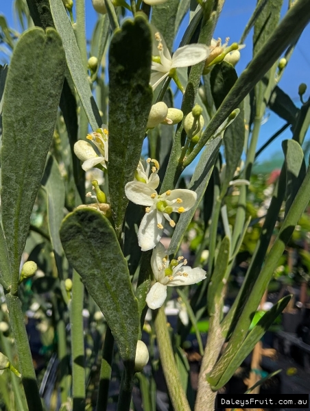 Abundance Desert Lime with 3 to 4 Petals