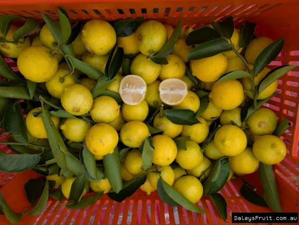 One of many boxes of sweet limes harvested from a staff members single tree