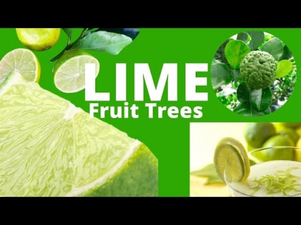 YouTube: Lime Fruit Trees Kaffir, Tahitian and Sweet Lime Trees
