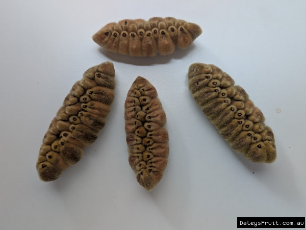 Little Kurrajong Seeds against a plain background