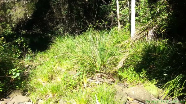 Mat Rush Eat the Stems